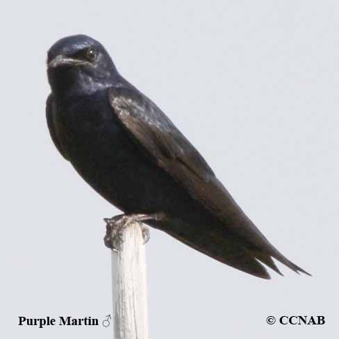 Purple Martin