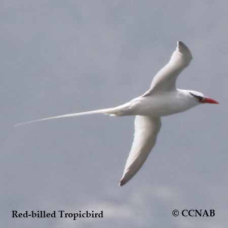 Tropicbirds