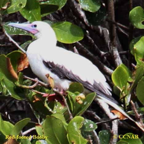 Birds of North America