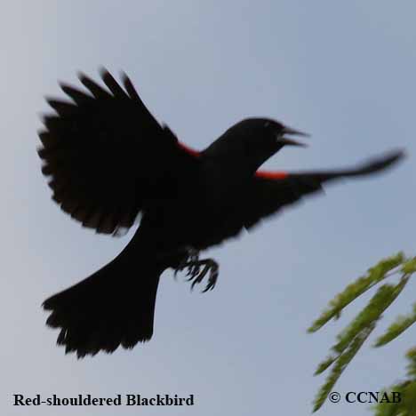 Hinterland Who's Who - Red-winged blackbird