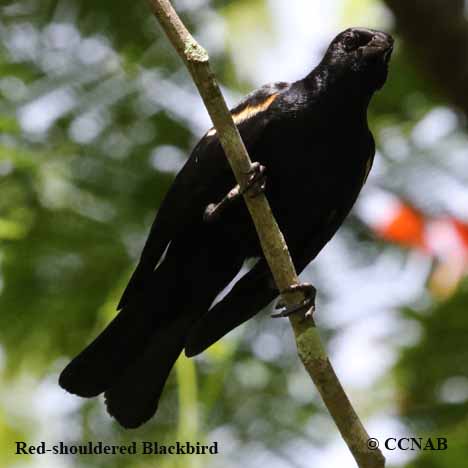 Hinterland Who's Who - Red-winged blackbird