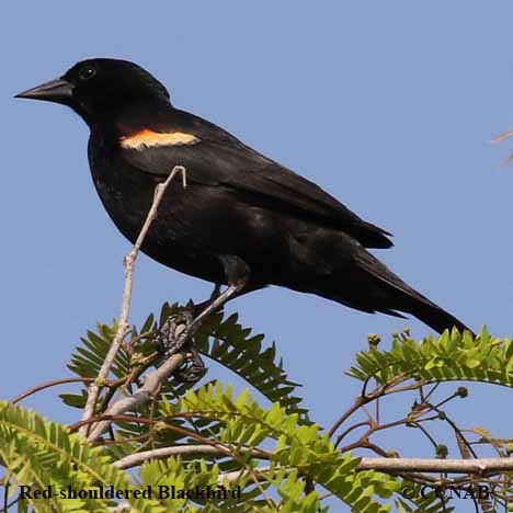 Red-winged Blackbird - American Bird Conservancy