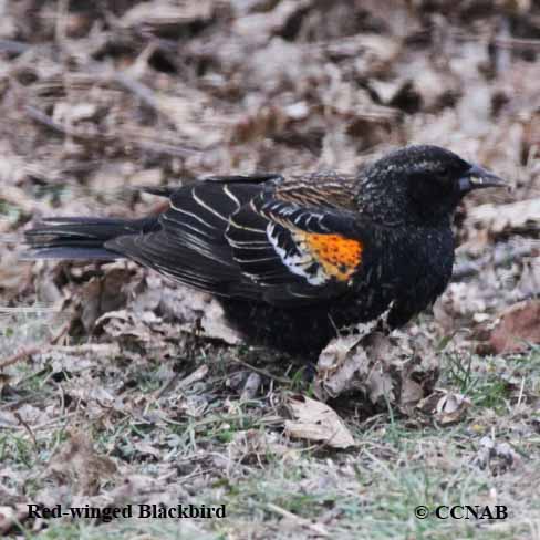 Red-winged Blackbird