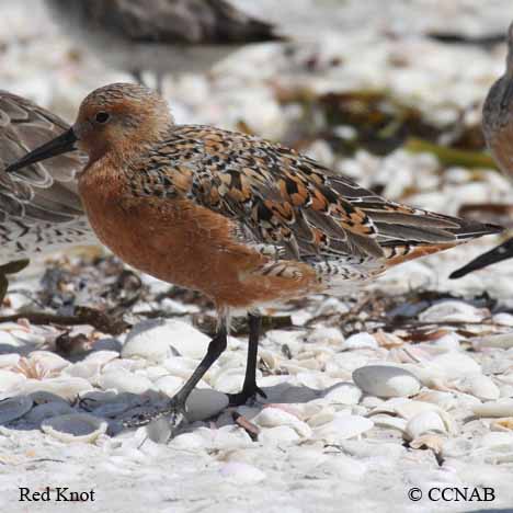 Birds of North America