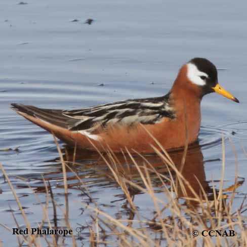 Birds of North America