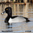 Ring-necked Duck