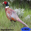 Ring-necked Pheasant