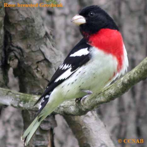 grosbeaks