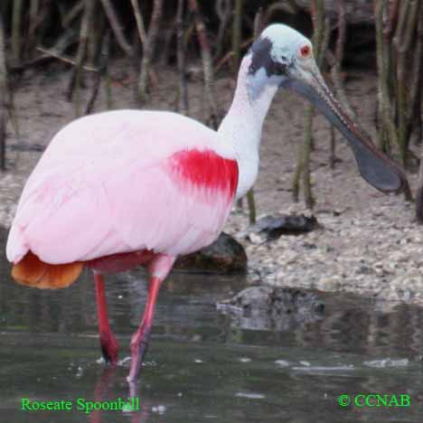 Birds of Cuba