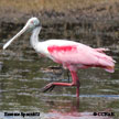 Spoonbill