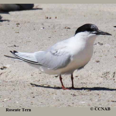 Birds of North America