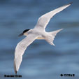 Roseate Tern