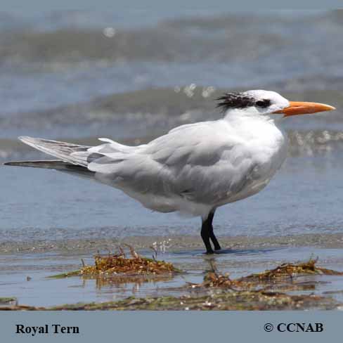 terns