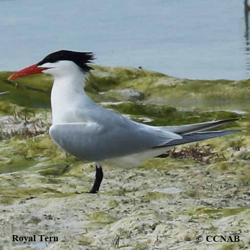 Birds of North America