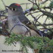 Kinglet