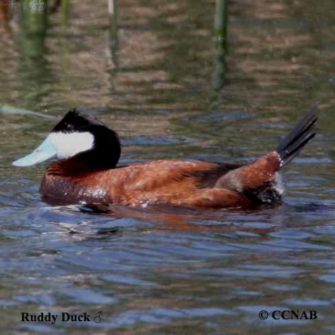 Birds of North America