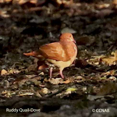 Birds of North America