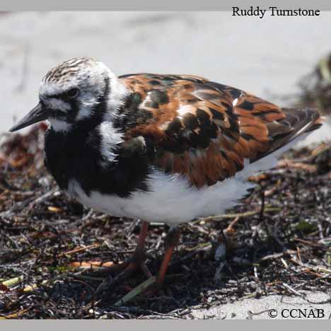 Birds of North America