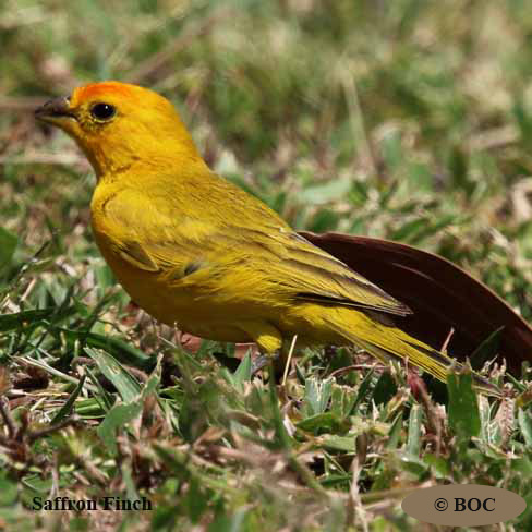Birds of Cuba