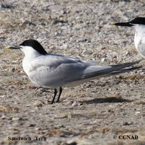 Birds of North America