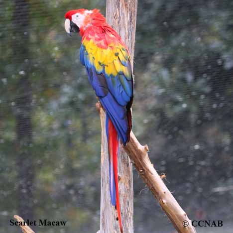 Birds of North America