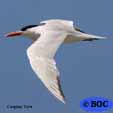 Seabirds