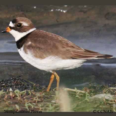 Birds of North America