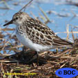 Semipalmated Sandpiper