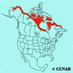 Semipalmated Sandpiper range