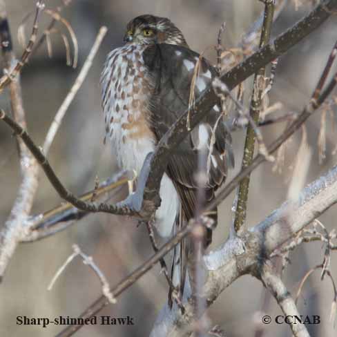 Birds of North America