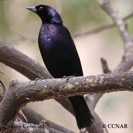 Birds of North America
