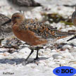 Shorebirds
