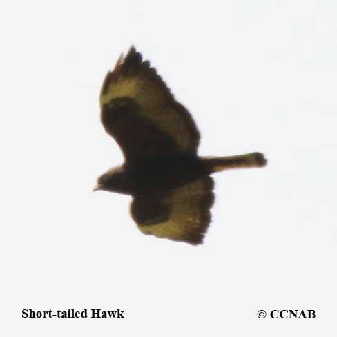 Birds of North America