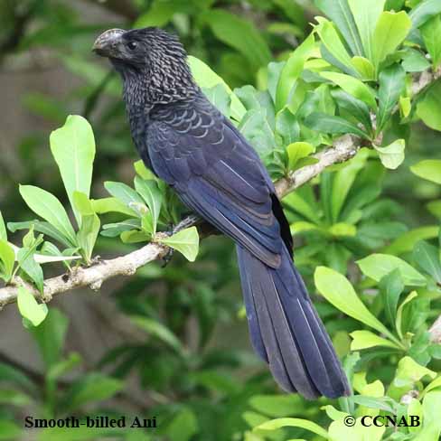 Les oiseaux de Cuba