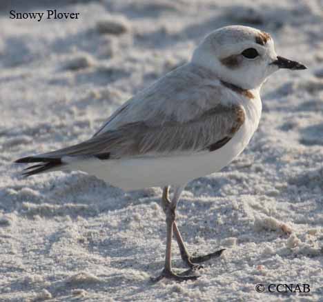 Birds of Cuba