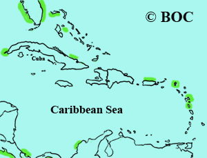 Sooty Shearwater range