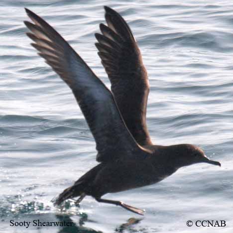 Sooty Shearwater