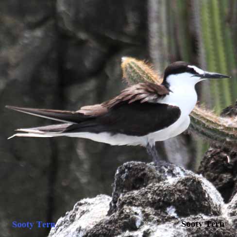 Birds of North America