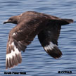 Skua