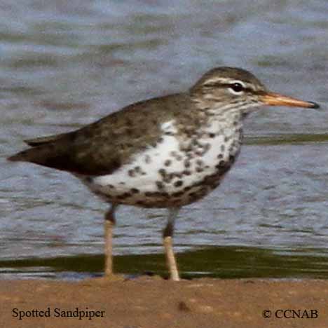 Birds of North America