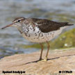 Spotted Sandpiper