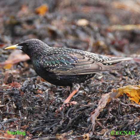 Birds of North America