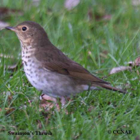 Birds of North America