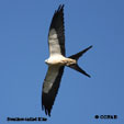 Swallow-tailed Kite