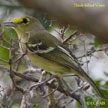 Thick-billed-vireo