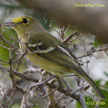 Thick-billed Vireo