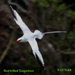 Tropicbirds