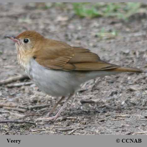 Birds of North America