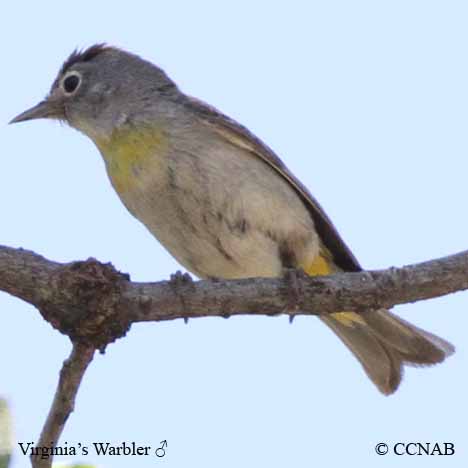 Birds of North America