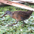 Virginia Rail